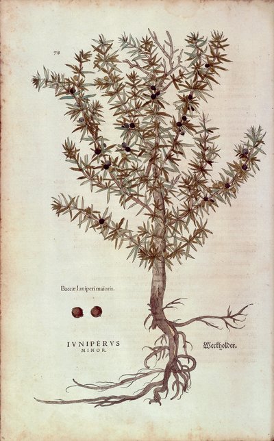 Common Juniper - Juniperus communis (Juniperus minor) by Leonhart Fuchs from De historia stirpium commentarii insignes (Notable Commentaries on the History of Plants) by Leonhard Fuchs