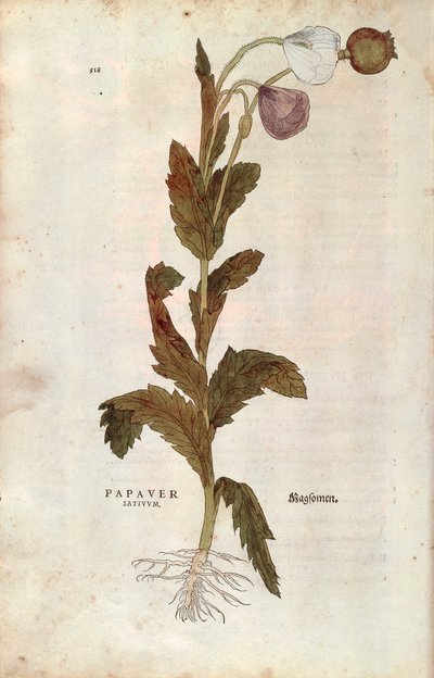 Corn or Field Poppy by Leonhard Fuchs