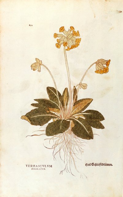 Cowslip - Primula veris officinalis (Verbasculum odoratum) from De historia stirpium commentarii insignes (Notable Commentaries on the History of Plants), coloured engraving by Leonhard Fuchs