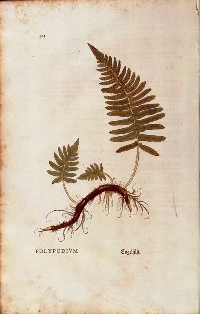 Fern, Common Polypody by Leonhart Fuchs from De historia stirpium commentarii insignes by Leonhard Fuchs