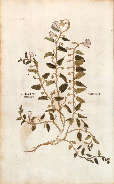 Field Bindweed (Convolvulus arvensis) from Notable Commentaries on the History of Plants by Leonhard Fuchs