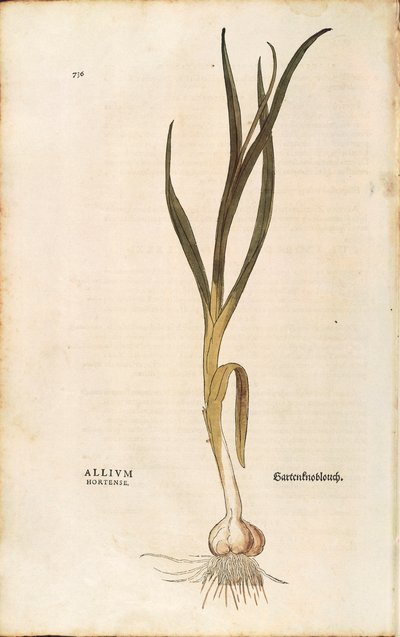 Garlic (Allium sativum) by Leonhard Fuchs