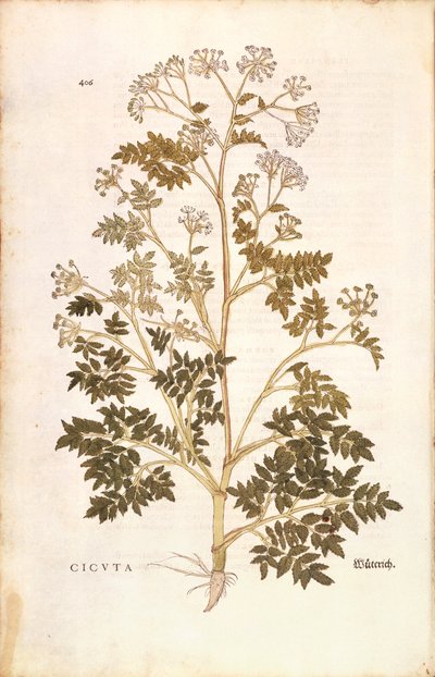 Hemlock - Conium maculatum (Cicuta) from De historia stirpium commentarii insignes (Notable Commentaries on the History of Plants), coloured engraving by Leonhard Fuchs