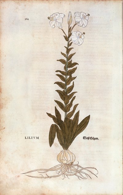 Lily by Leonhart Fuchs from 