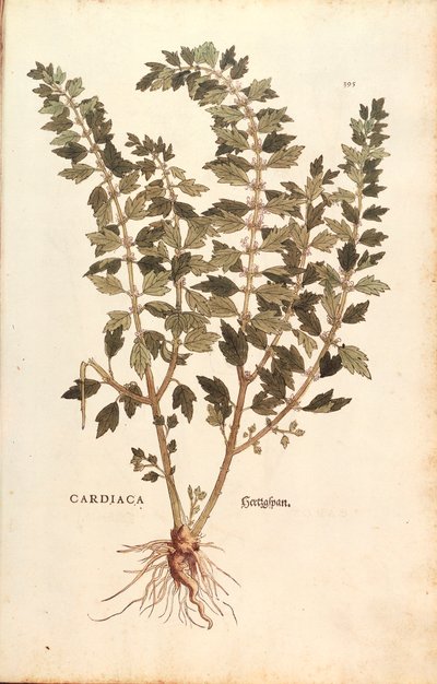 Motherwort (Leonurus cardiaca) by Leonhart Fuchs from De historia stirpium commentarii insignes (Notable Commentaries on the History of Plants) by Leonhard Fuchs