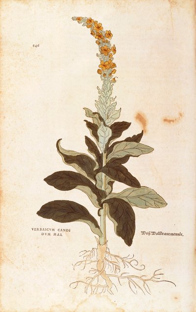Mullein - Verbascum Thapsus (Verbasco candidum mas) from De historia stirpium commentarii insignes (Notable Commentaries on the History of Plants), coloured engraving by Leonhard Fuchs