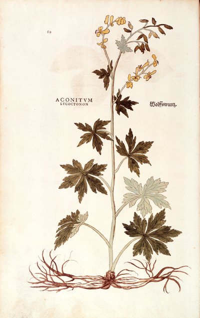 Northern Wolfsbane (Aconitum lycoctonum) by Leonhart Fuchs from De historia stirpium commentarii insignes (Notable Commentaries on the History of Plants) by Leonhard Fuchs