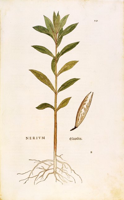 Oleander (Nerium oleander) by Leonhard Fuchs