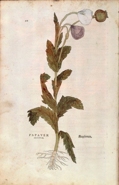 Opium poppy - Papaver somniferum (Papaver satiuum) by Leonhart Fuchs from De historia stirpium commentarii insignes (Notable Commentaries on the History of Plants) by Leonhard Fuchs