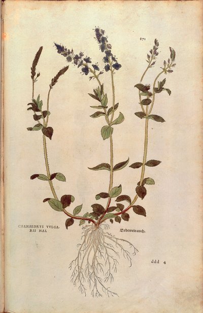 Speedwell - Veronica officinalis or Compact blue speedwell - Veronica allionii (Chamaedrys vulgaris mas) by Leonhart Fuchs from De historia stirpium commentarii insignes (Notable Commentaries on the History of Plants) by Leonhard Fuchs