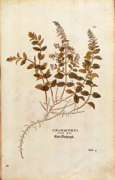 Wall Germander - Teucrium chamaedrys by Leonhard Fuchs