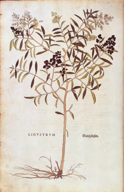 Wild Privet (Ligustrum vulgare) from Notable Commentaries on the History of Plants by Leonhard Fuchs