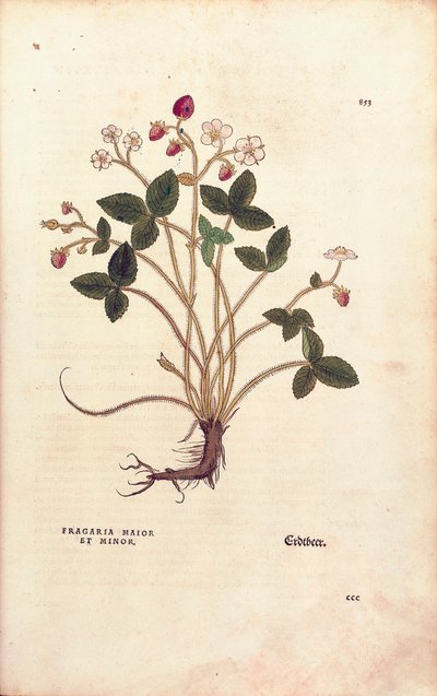 Woodland strawberry - Fragaria vesca (Fragaria maior et minor) from De historia stirpium commentarii insignes (Notable Commentaries on the History of Plants), coloured engraving by Leonhard Fuchs