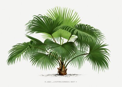 Livistona C by Les Palmiers Histoire Iconographique