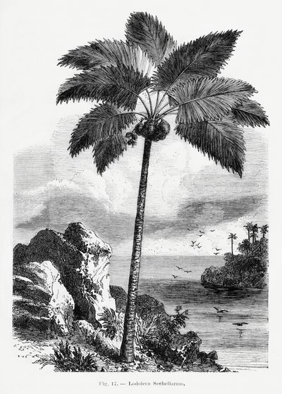 Vintage Palm Tree Drawing I by Les Palmiers Histoire Iconographique