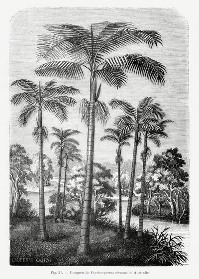 Vintage Palm Tree Drawing II by Les Palmiers Histoire Iconographique