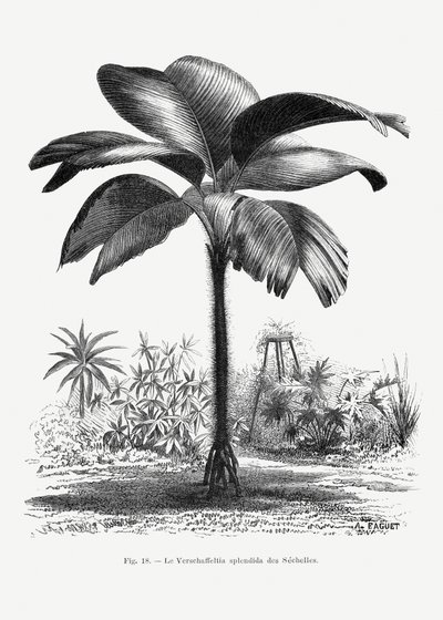Vintage Palm Tree Drawing III by Les Palmiers Histoire Iconographique