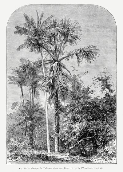 Vintage Palm Tree Drawing IV by Les Palmiers Histoire Iconographique