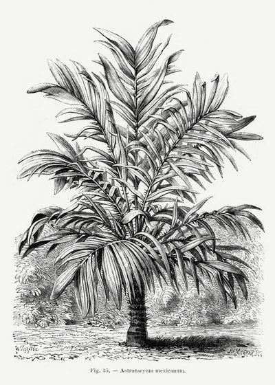 Vintage Palm Tree Drawing IX by Les Palmiers Histoire Iconographique