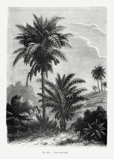 Vintage Palm Tree Drawing V by Les Palmiers Histoire Iconographique
