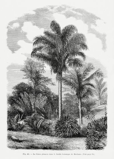 Vintage Palm Tree Drawing VI by Les Palmiers Histoire Iconographique