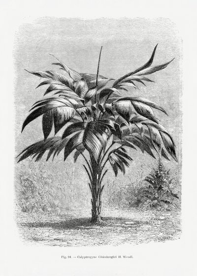 Vintage Palm Tree Drawing VIII by Les Palmiers Histoire Iconographique