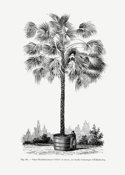Vintage Palm Tree Drawing X by Les Palmiers Histoire Iconographique