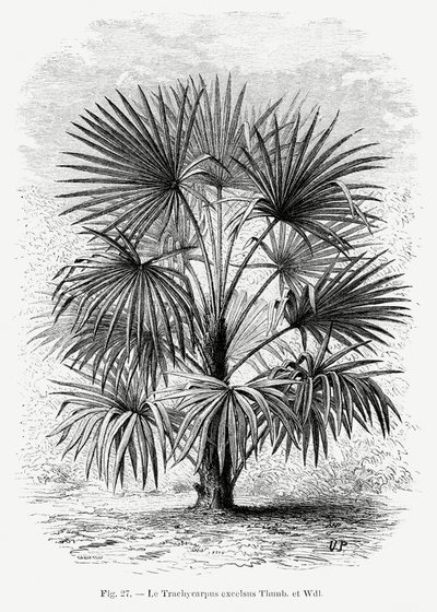 Vintage Palm Tree Drawing XI by Les Palmiers Histoire Iconographique