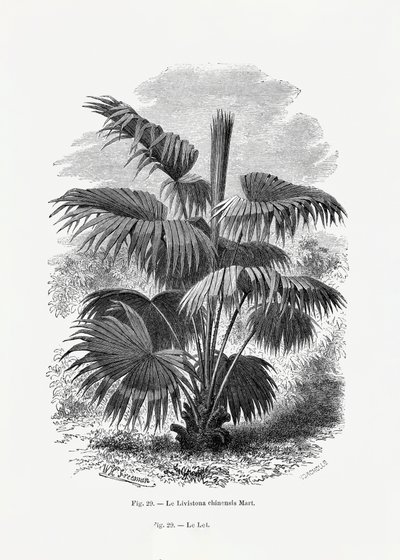 Vintage Palm Tree Drawing XII by Les Palmiers Histoire Iconographique