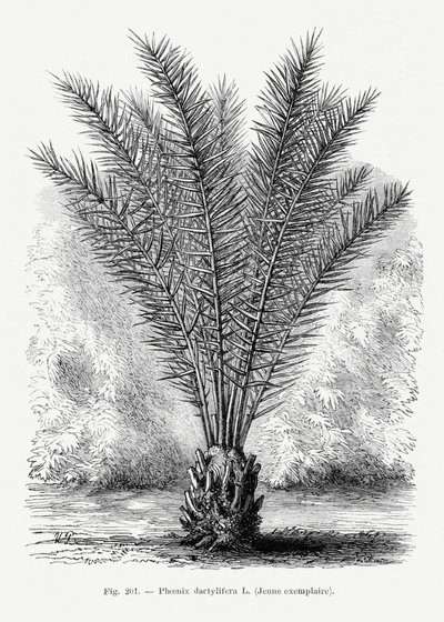 Vintage Palm Tree Drawing XIII by Les Palmiers Histoire Iconographique