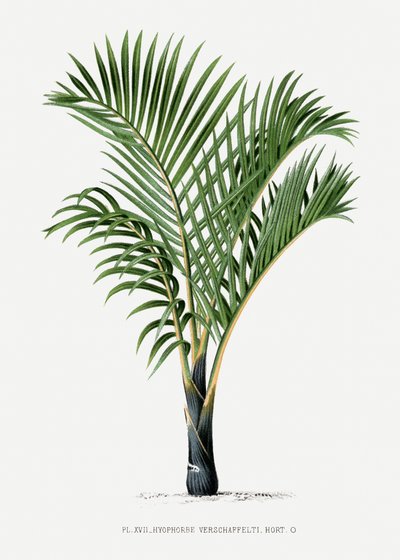 Hyophorbe V by Les Palmiers Histoire Iconographique