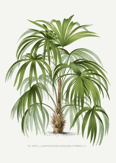 Acanthorhiza Aculeata by Les Palmiers Histoire Iconographique