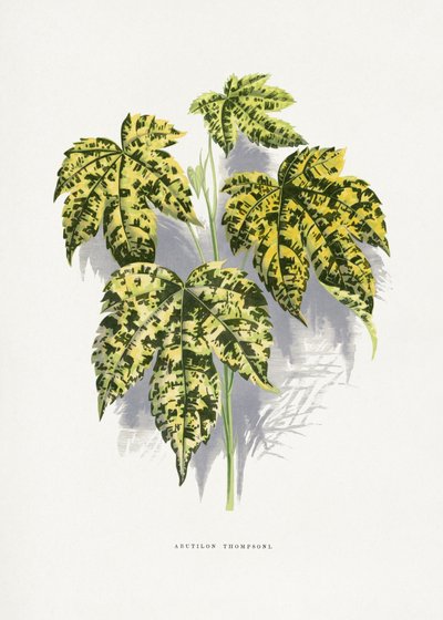 Abutilon Thompsoni Leaf Illustration by Les Plantes a Feuillage Colore