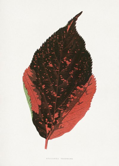 Acalypha Tricolor Leaf Illustration by Les Plantes a Feuillage Colore