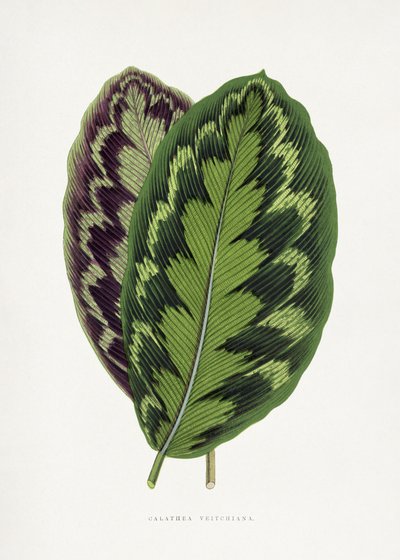 Calathea Veitchiana Leaf Illustration by Les Plantes a Feuillage Colore