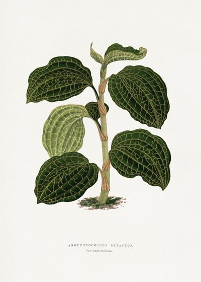 Green Anoechtochilus Setaceus Leaf Illustration by Les Plantes a Feuillage Colore