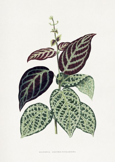 Green Bignonia Argyro Violascens Leaf Illustration by Les Plantes a Feuillage Colore