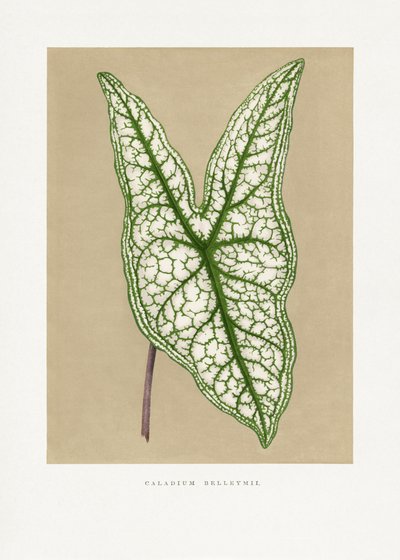 Green Caladium Belleymii Leaf Illustration by Les Plantes a Feuillage Colore