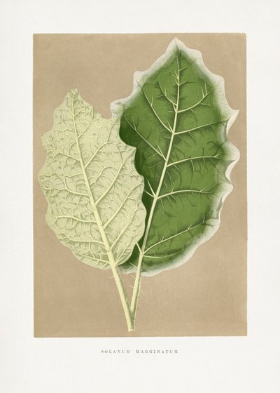 Green Solanum Marginatum Leaf Illustration by Les Plantes a Feuillage Colore