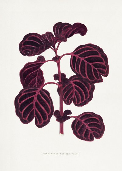 Pink Achyranthes Verschaffeltii Leaf Illustration by Les Plantes a Feuillage Colore