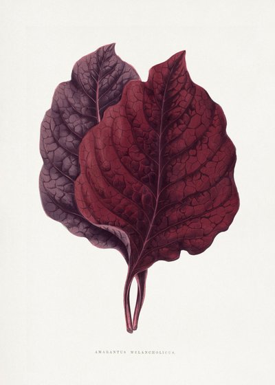Pink Amarantus Leaf Illustration by Les Plantes a Feuillage Colore