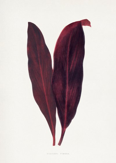 Pink Dracaena Ferrea Leaf Illustration by Les Plantes a Feuillage Colore
