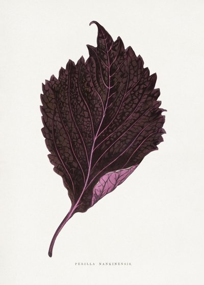 Pink Perilla Nankinensis Leaf Illustration by Les Plantes a Feuillage Colore