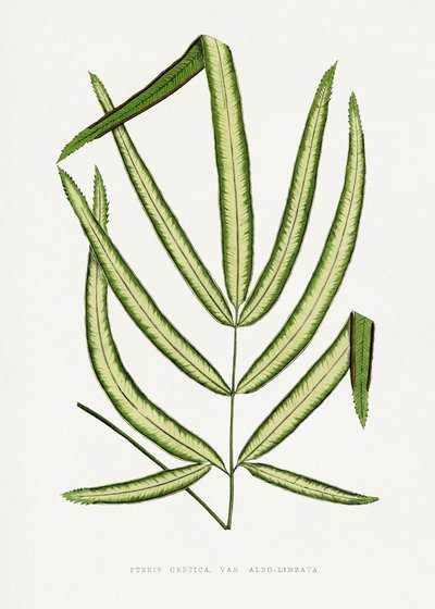 Pteris Cretica Leaf Illustration by Les Plantes a Feuillage Colore