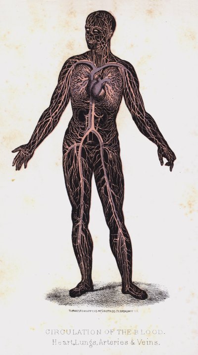 Circulation of the Blood, Heart, Lungs, Arteries, and Veins by Leveille