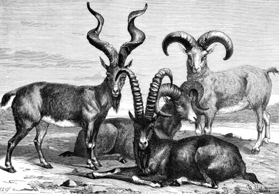 Mountain Sheep and Ibex by Levy