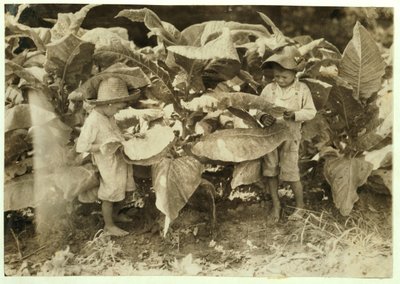 Amos 6 and Horace 4 Worm and Sucker Tobacco Plants All Day for Their Father John Neal at Warren County, Albaton, Kentucky, 1916 by Lewis Wickes Hine