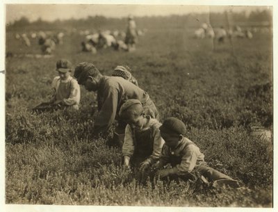 Jo Arnao, picking cranberries with his brother and sister, 1910 by Lewis Wickes Hine