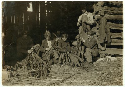 Sons of J.H. Burch Aged 12, 14 and 17 Stripping Tobacco During School Hours at Warren County, Rockfield, Kentucky, 1916 by Lewis Wickes Hine