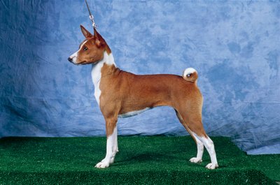 Basenji Dog by Unbekannt Unbekannt